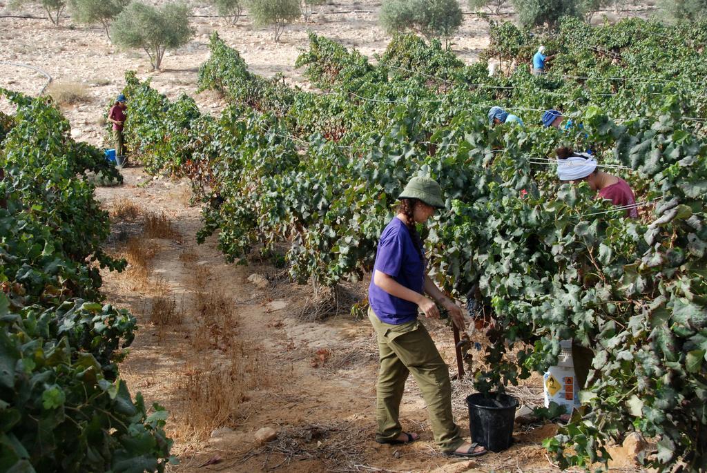 Carmey Avdat Farm Midreshet Ben Gurion Exterior photo